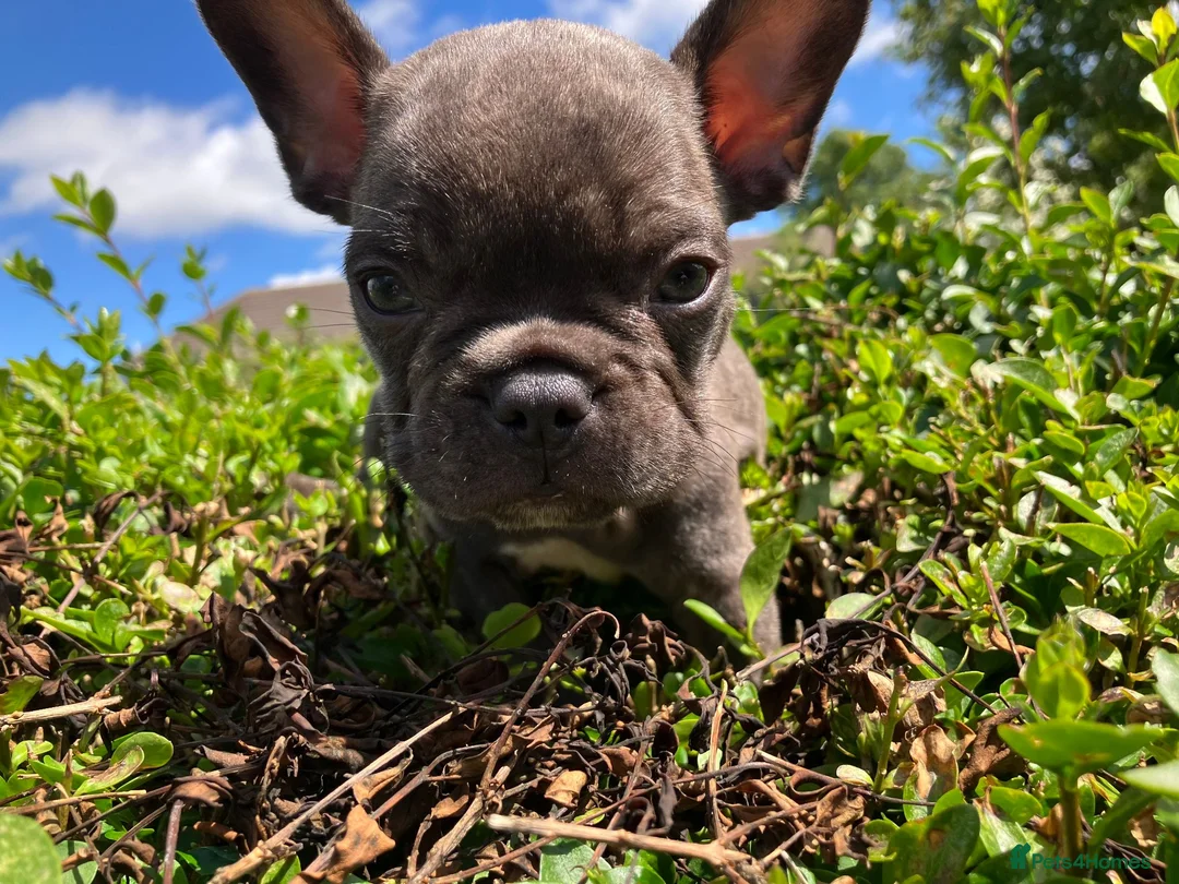 French Bulldog dogs for sale: KC French Bulldog - One Left Chocolate - Advert 2