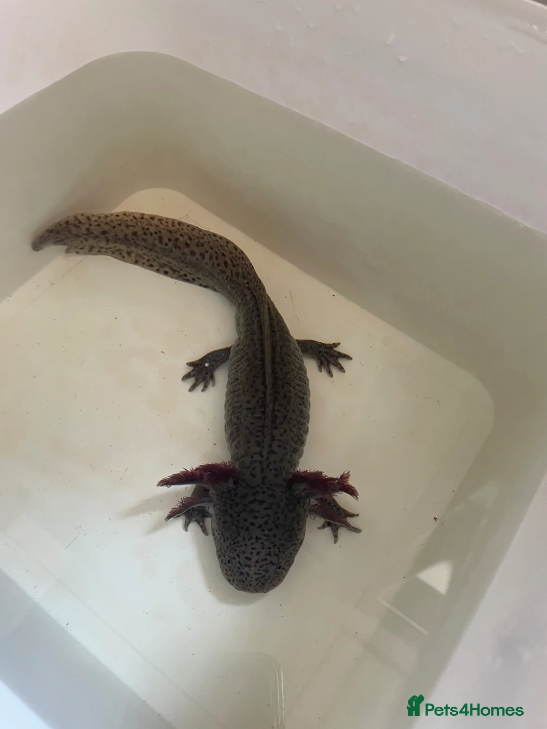 Axolotl reptiles for sale: Male axolotl - Advert 3