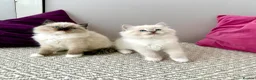 Ragdoll cats for sale: TICA registered ragdoll kittens - Advert 8