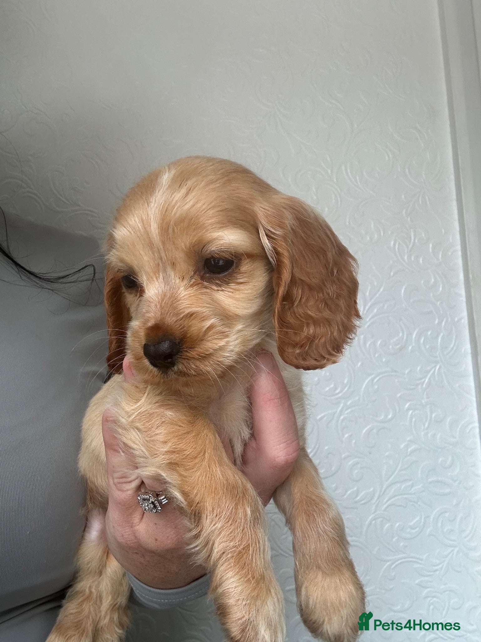 Cocker Spaniel dogs 🐶1  males left  show cocker spaniel  - Advert 5