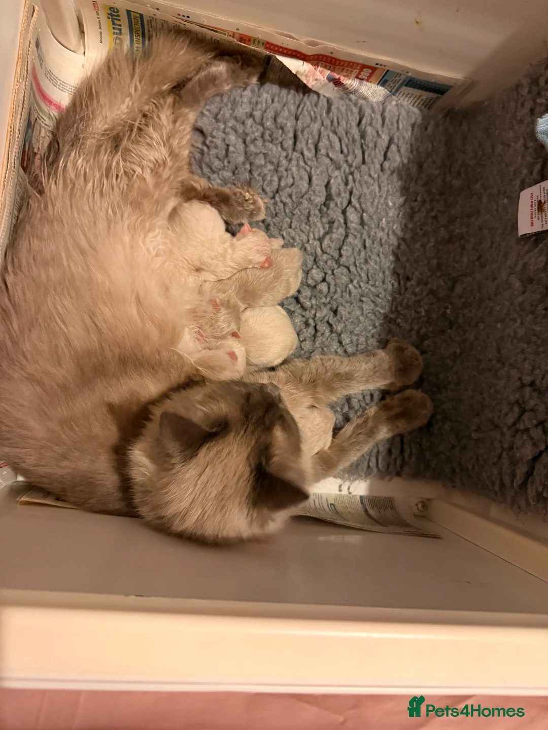 Ragdoll cats for sale: 🌟RAGDOLL KITTENS 🌟 - Advert 24