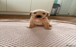 Labrador Retriever dogs for sale: Beautiful litter of Labradors - Image 9