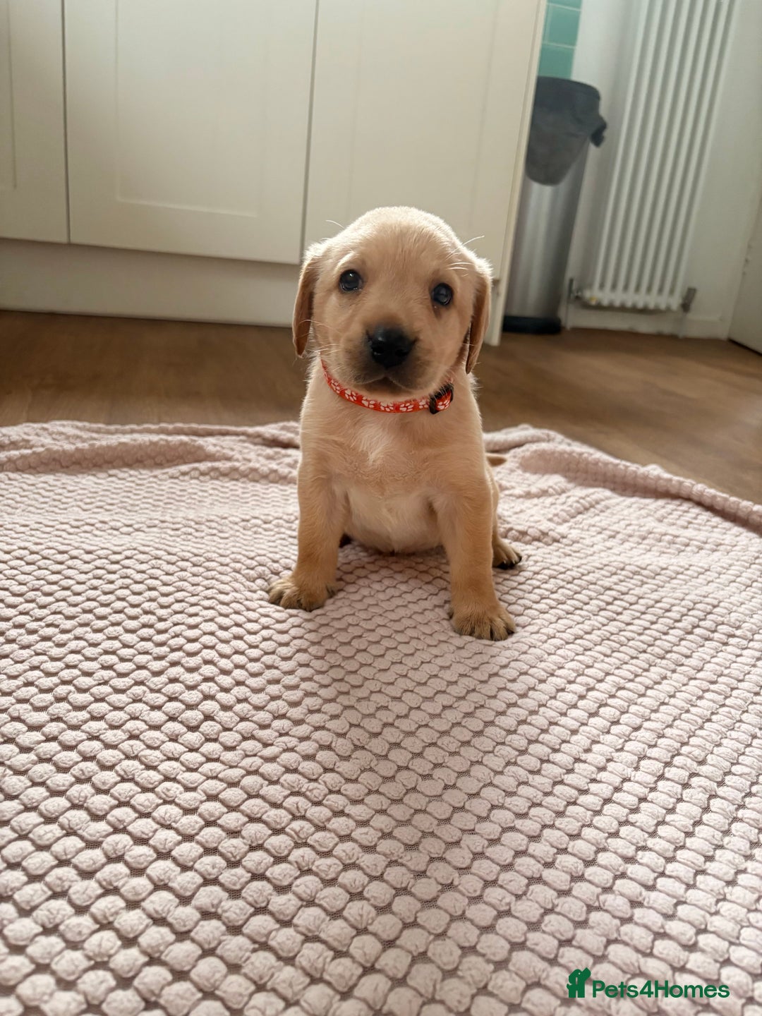 Labrador Retriever dogs for sale: Beautiful litter of Labradors - Image 9