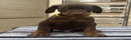 Dobermann dogs for sale: Top Quality Dobermann Puppies Available - Advert 7