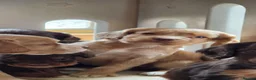 Cocker Spaniel dogs for sale: 7 BEAUTIFUL KC WORKING TYPE COCKER SPANIEL  - Advert 13