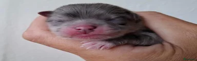 Pomeranian 1