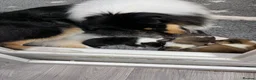 Rough Collie dogs for sale: Clear Non-carriers DM-CEA-MDR1-PRA. 0% inbreeding. - Advert 18