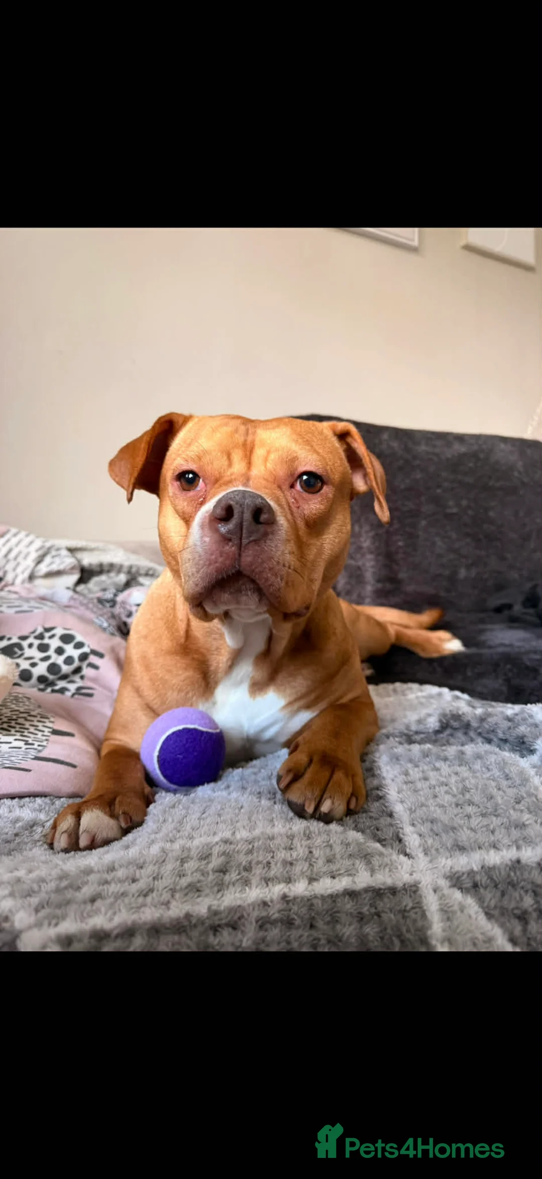 Staffordshire Bull Terrier dogs for sale: Amber - Advert 2