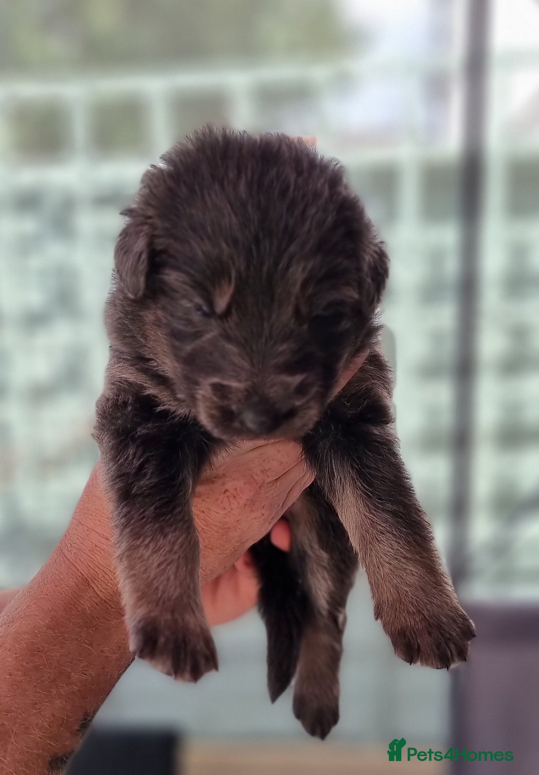 German Shepherd dogs for sale:  kc,health tested straight back german shepherd - Image 30