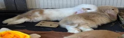 Mini Lop rabbits for sale: Baby Mini lops - indoor homes only  - Advert 13
