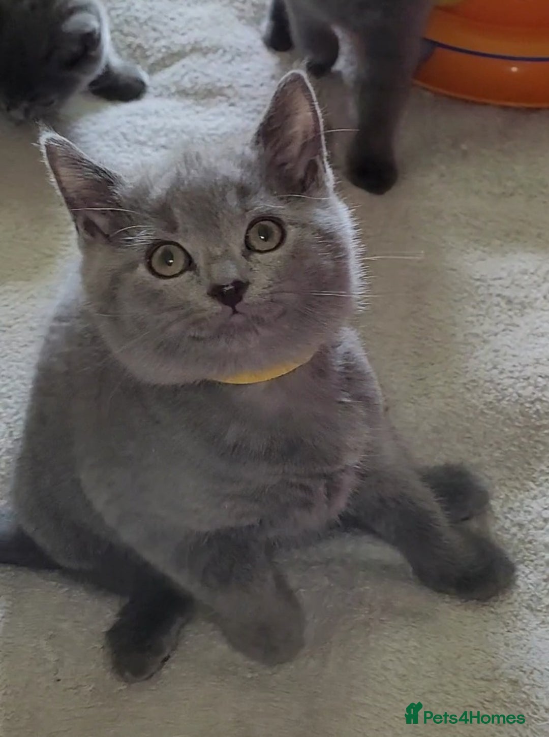 British Shorthair cats for sale: British Blue shorthair kittens £400 - Image 20