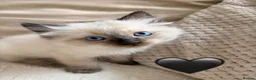 Ragdoll cats for sale: 🌸Fantastic 4 Ragdoll 🌸 Full of LoVe 🌸 - Advert 5