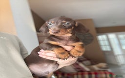 Miniature Dachshund dogs for sale: 🩷 Adorable Miniature Dachshund Puppies💙 - Image 8