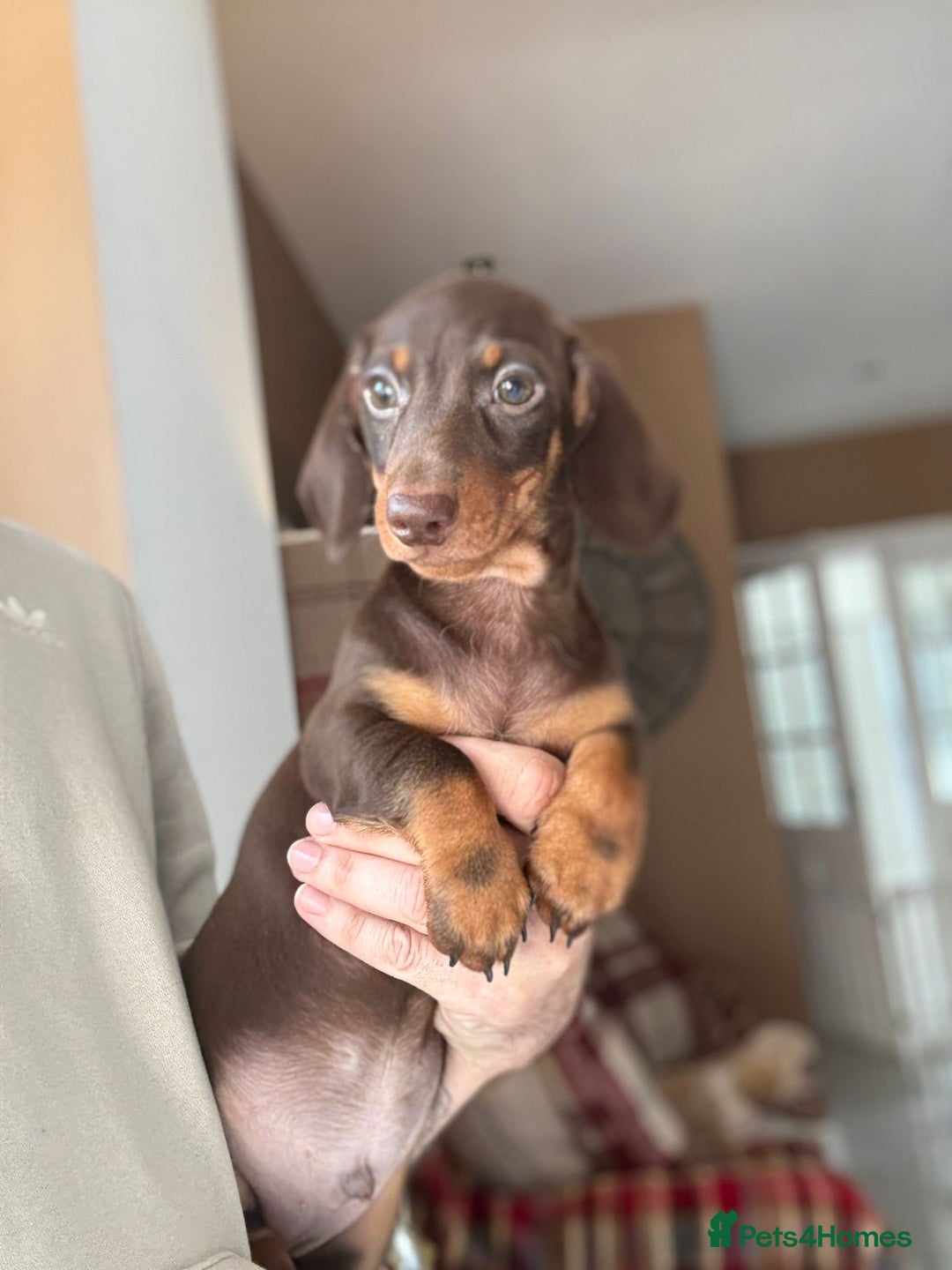 Miniature Dachshund dogs for sale: 🩷 Adorable Miniature Dachshund Puppies💙 - Image 8