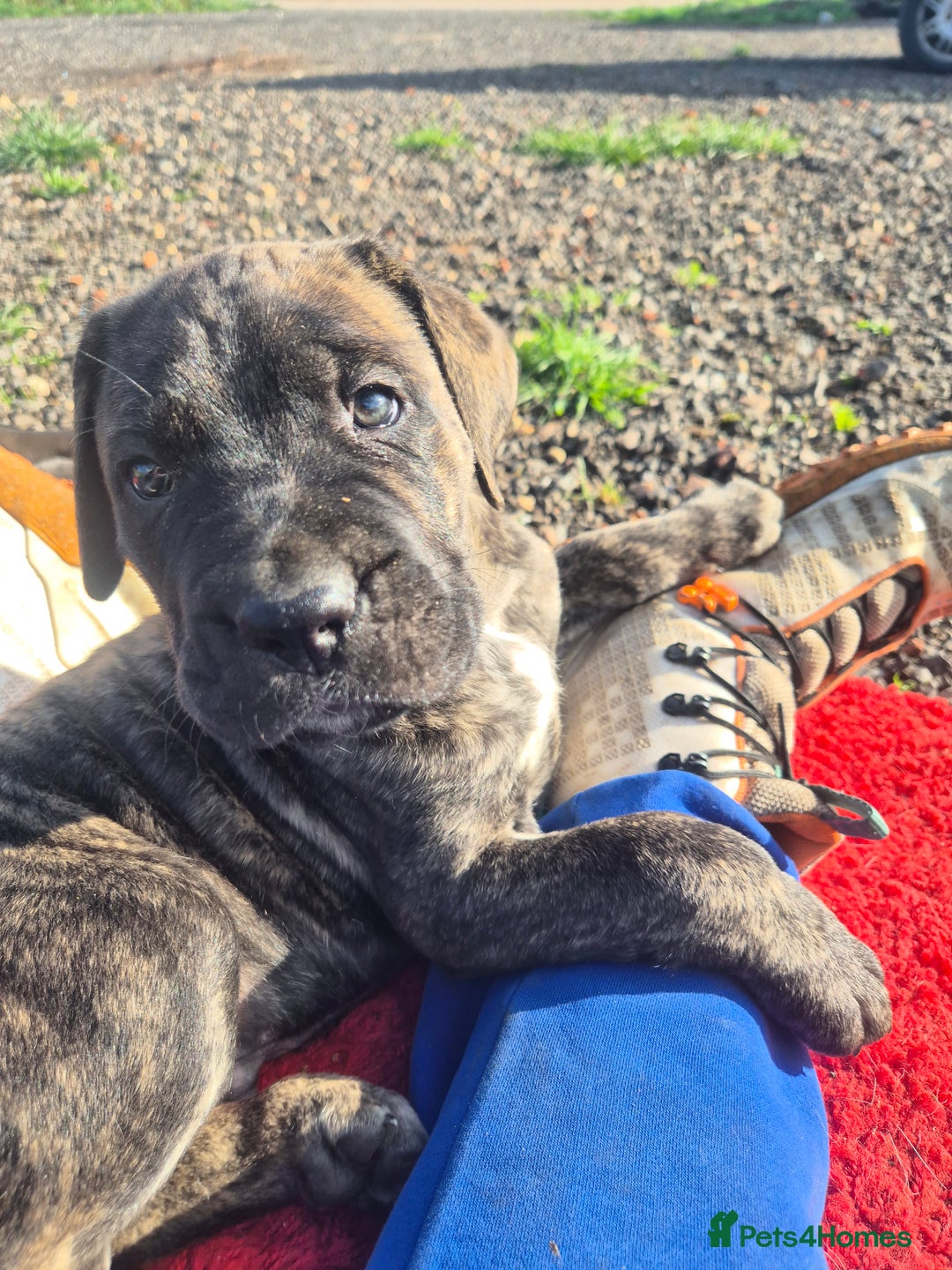 Cane Corso dogs for sale: Class Corsos  - Advert 8