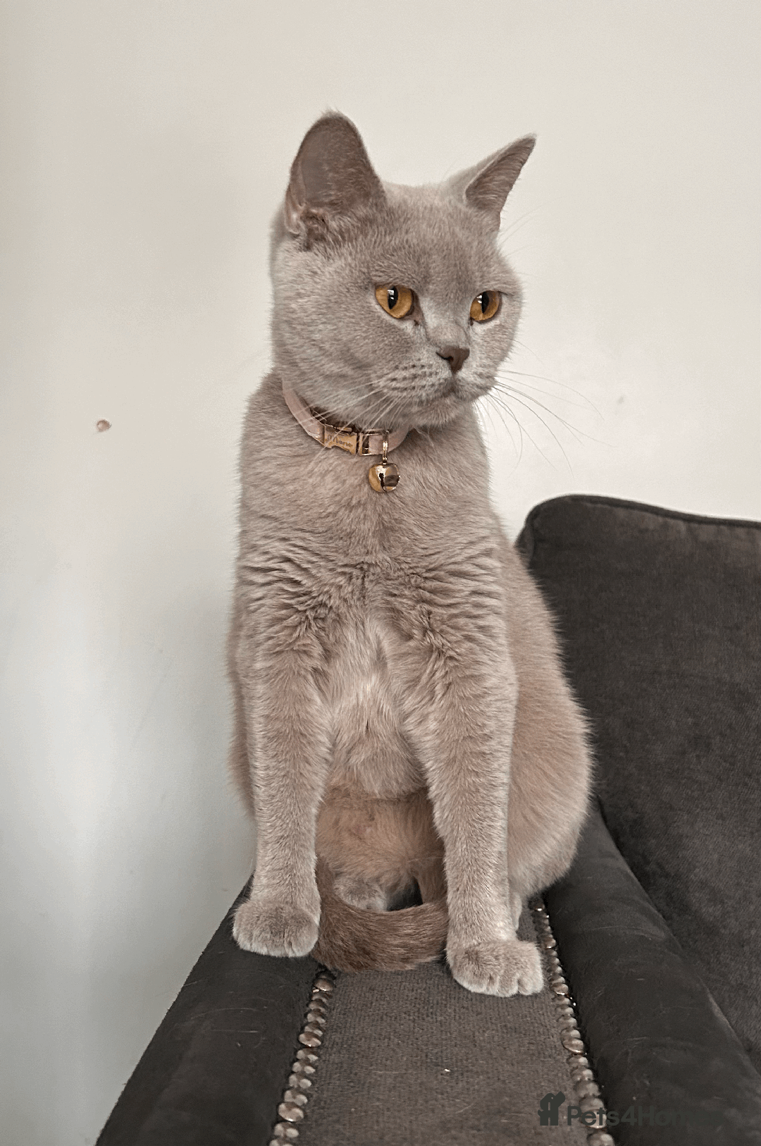 British Shorthair cats for sale: ❤️Beautiful British Shorthair For Sale❤️ - Advert 10