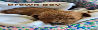 Brown boy