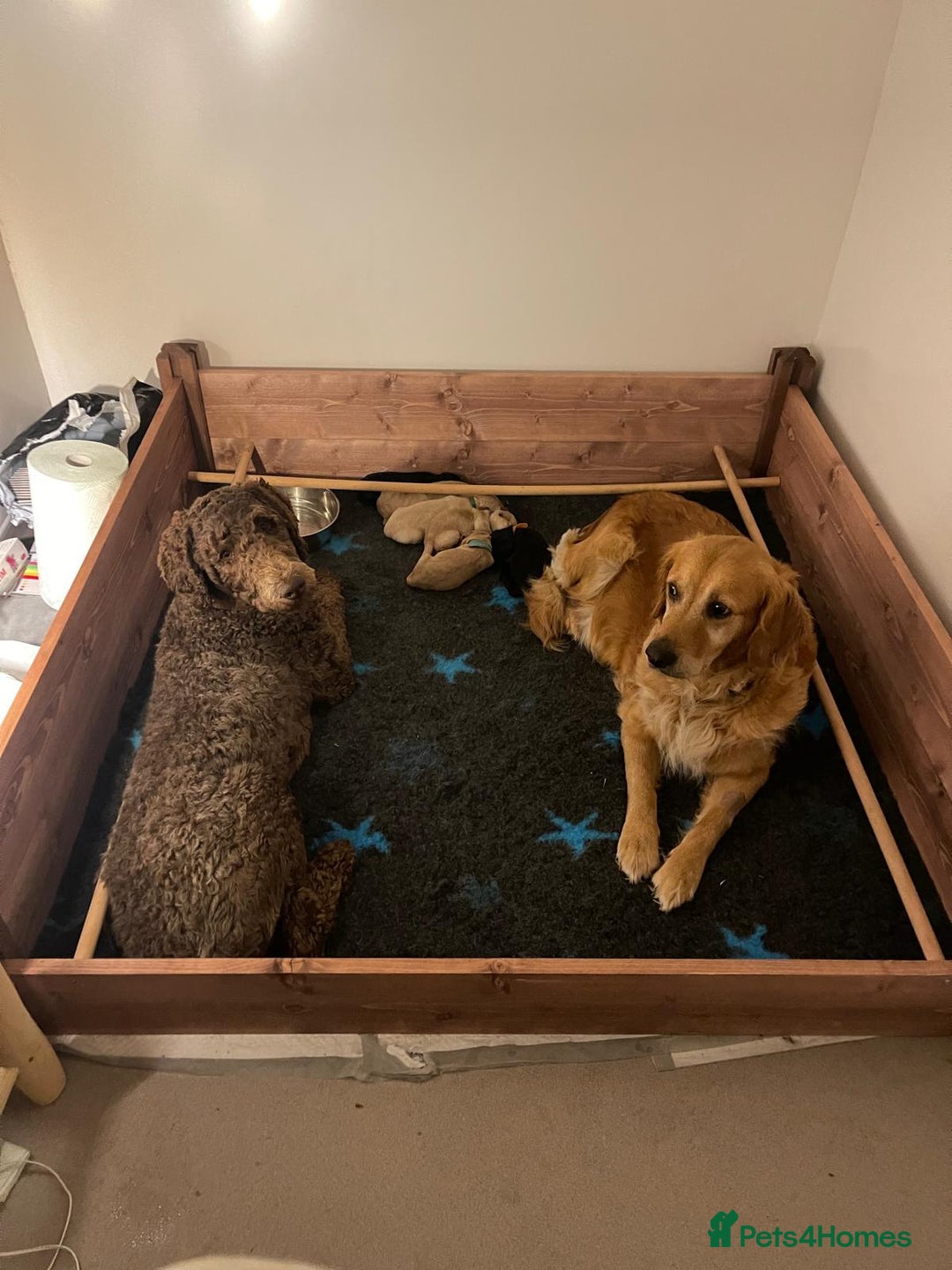 Goldendoodle dogs for sale: Stunning Goldendoodle Puppies - Image 1