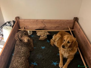 Goldendoodle dogs for sale - Advert 1