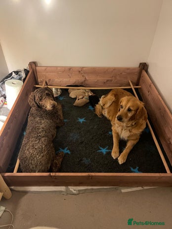 Goldendoodle dogs - Advert 2