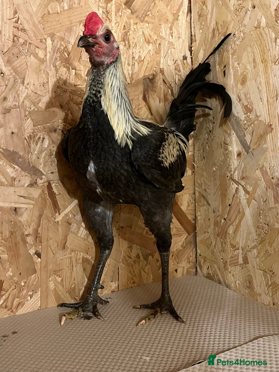 Chickens poultry for sale: Gray large old English game cockerel Carlisle) - Advert 2