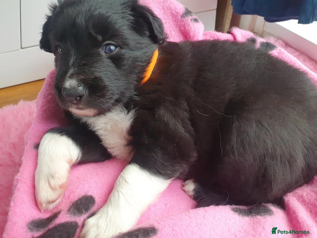 Mixed Breed dogs for sale: German Shepherd x collie - Image 5