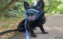 German Shepherd dogs for stud: German Shepherd *STUD* - Image 2