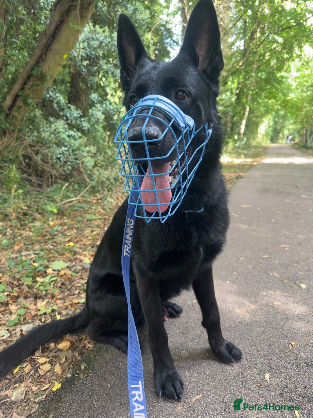 German Shepherd dogs for stud: German Shepherd *STUD* - Image 2