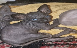 Sphynx cats for sale: Beautiful Canadian Sphynx kittens purebreed  - Image 31