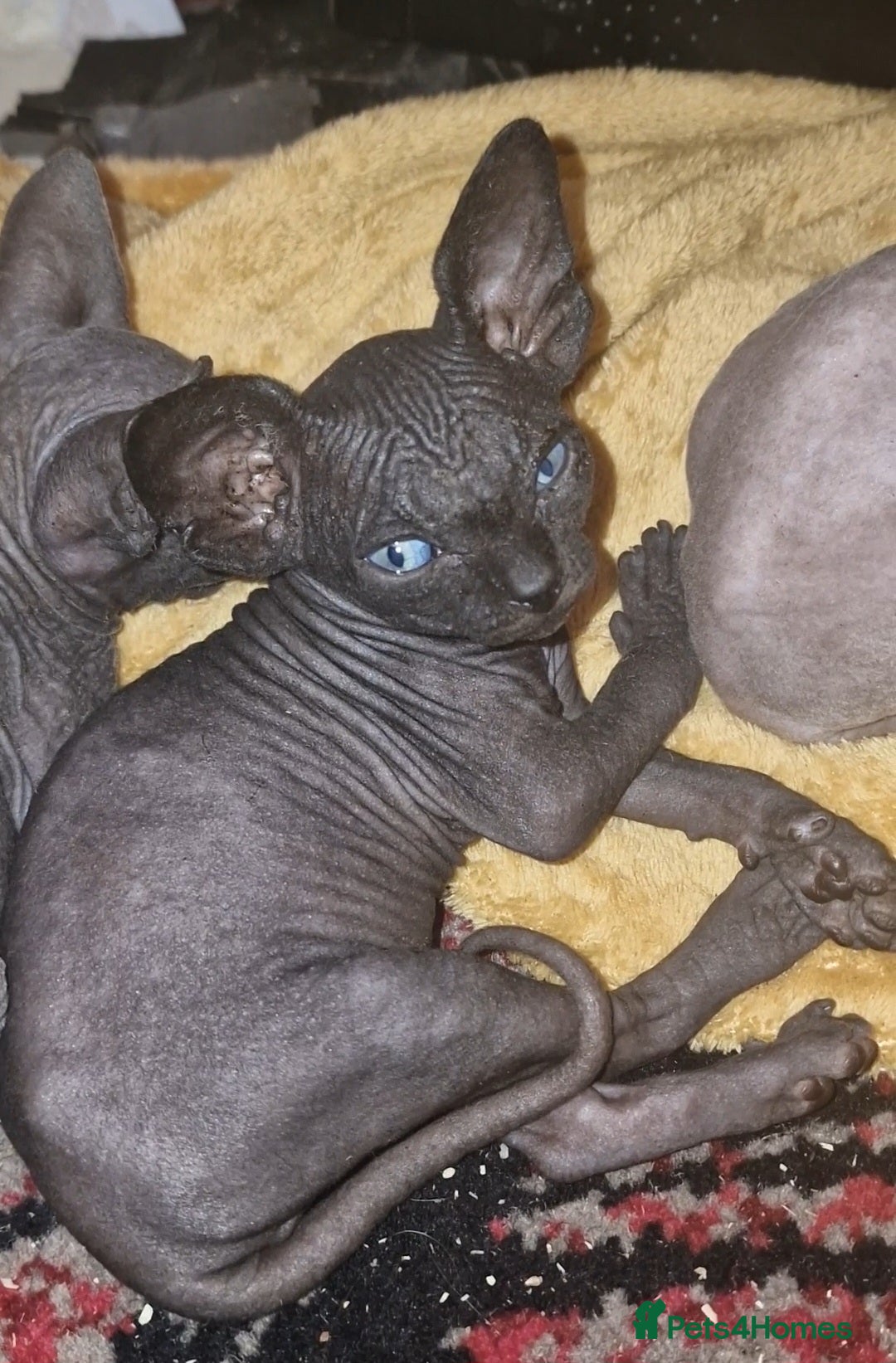 Sphynx cats for sale: Beautiful Canadian Sphynx kittens purebreed  - Image 31