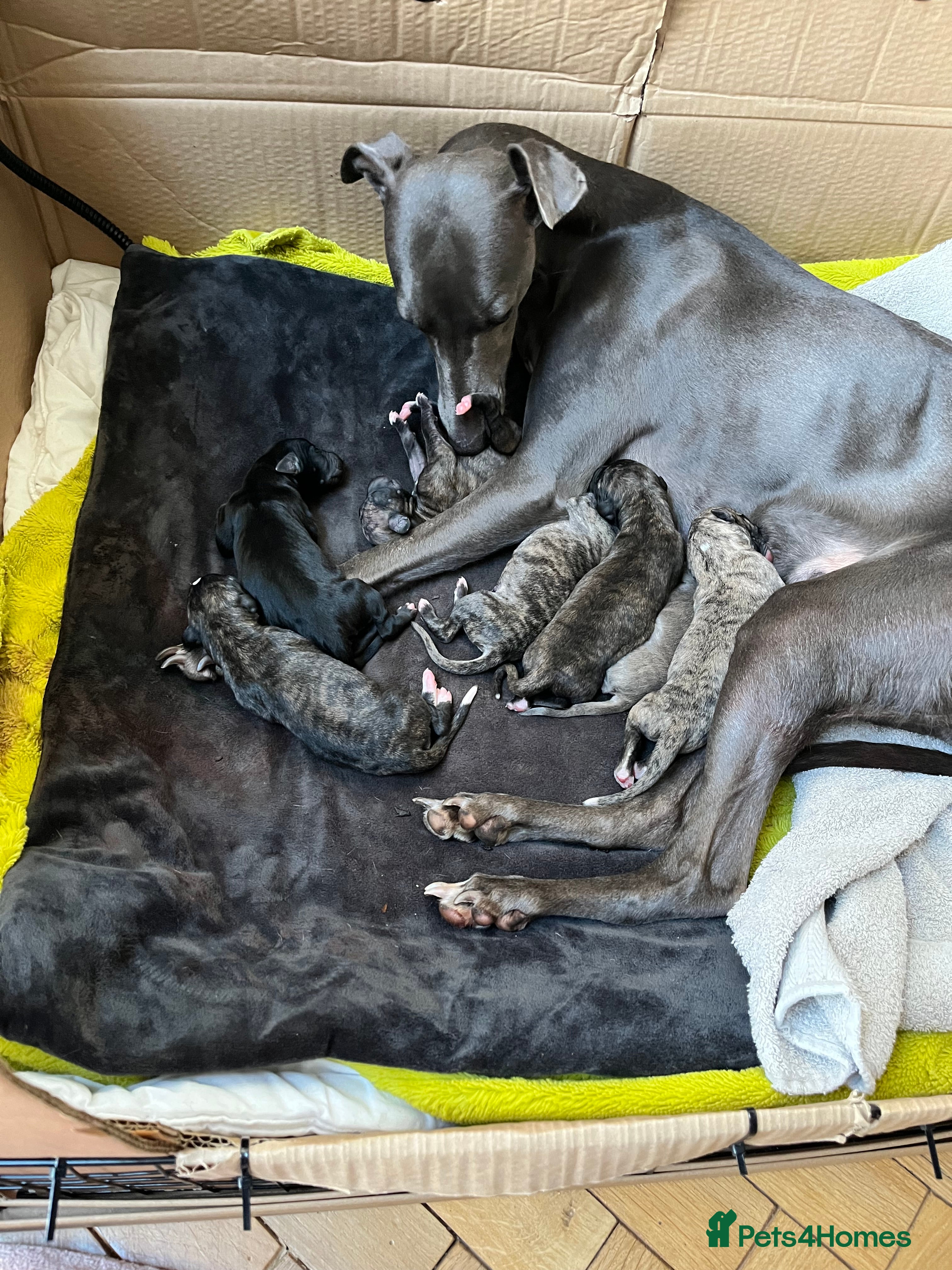 Whippet dogs Beautiful KC Pedigree Whippet Puppies - Advert 1