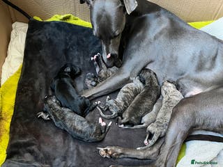 Whippet dogs Beautiful KC Pedigree Whippet Puppies - Advert 1