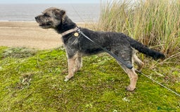 Border Terrier dogs for sale: 5yr old female border terrier  - Image 3