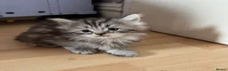 Persian cats for sale: 3 Cute Persian Kittens available Ready To Leave! in London - Advert 8