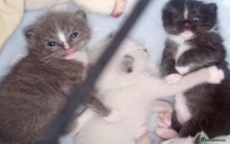 Ragdoll cats for sale: Ragdoll kittens  - Image 23