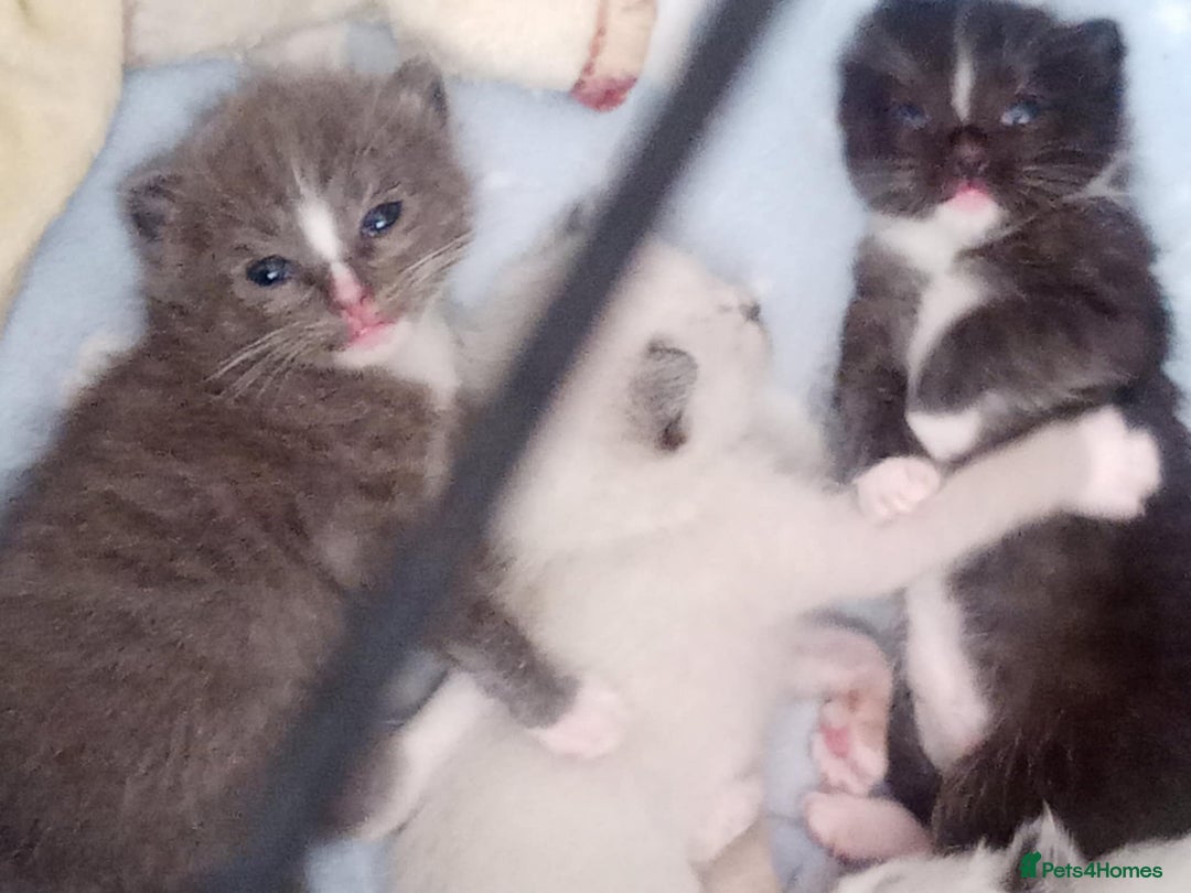 Ragdoll cats for sale: Ragdoll kittens  - Image 23