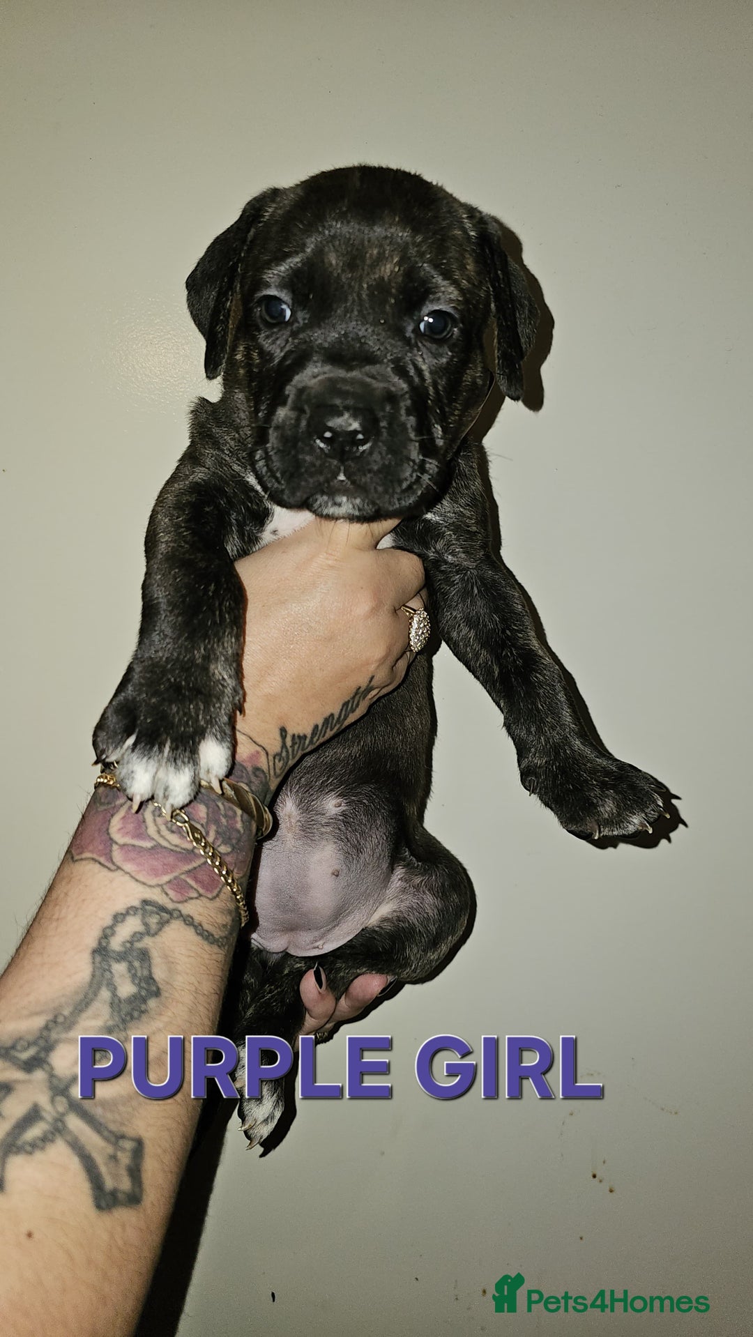 Bullmastiff dogs for sale: 11 Bullmastiff puppies for sale - Advert 11