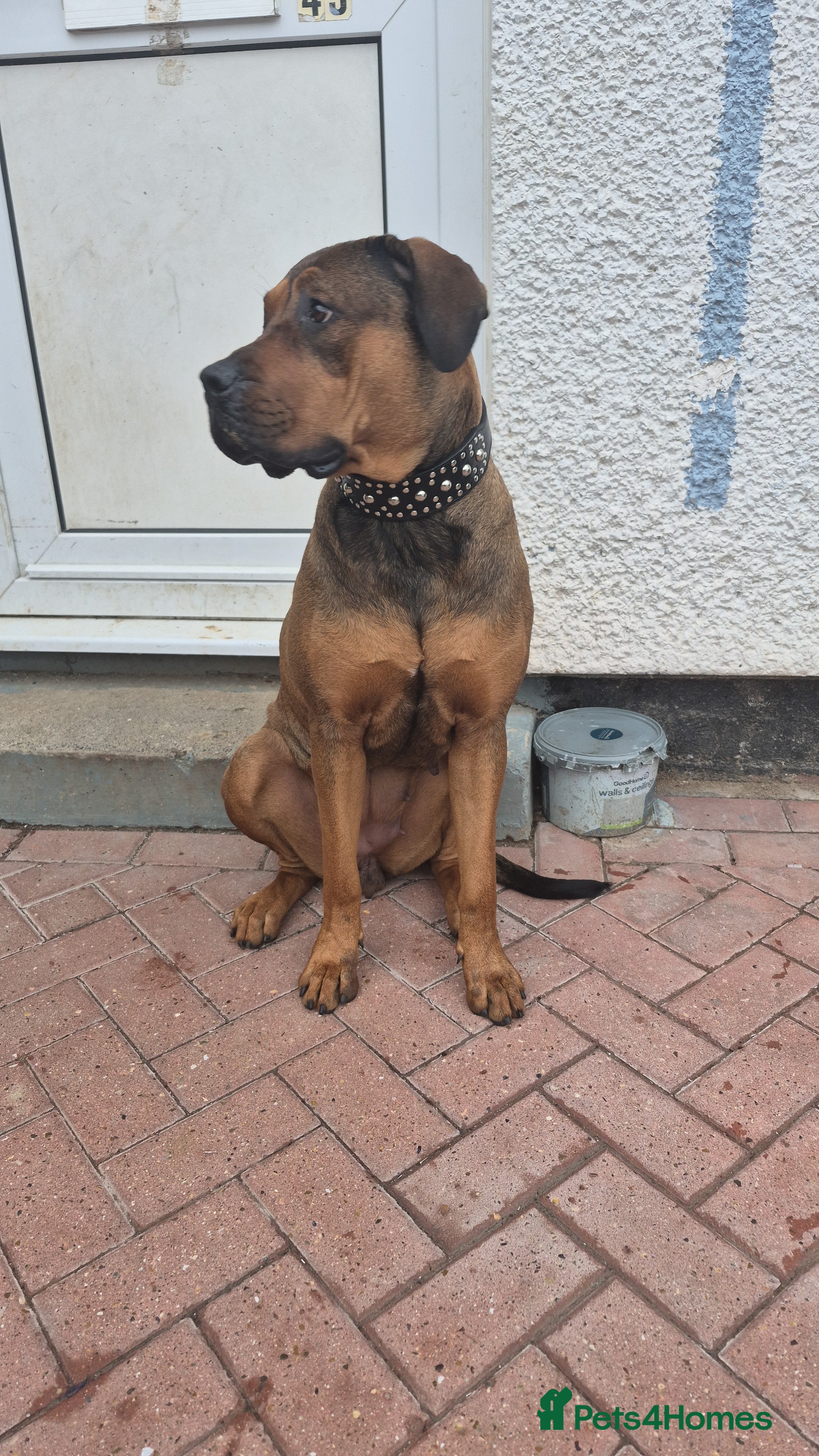 Mixed Breed dogs Rotti x mastiff - Advert 4