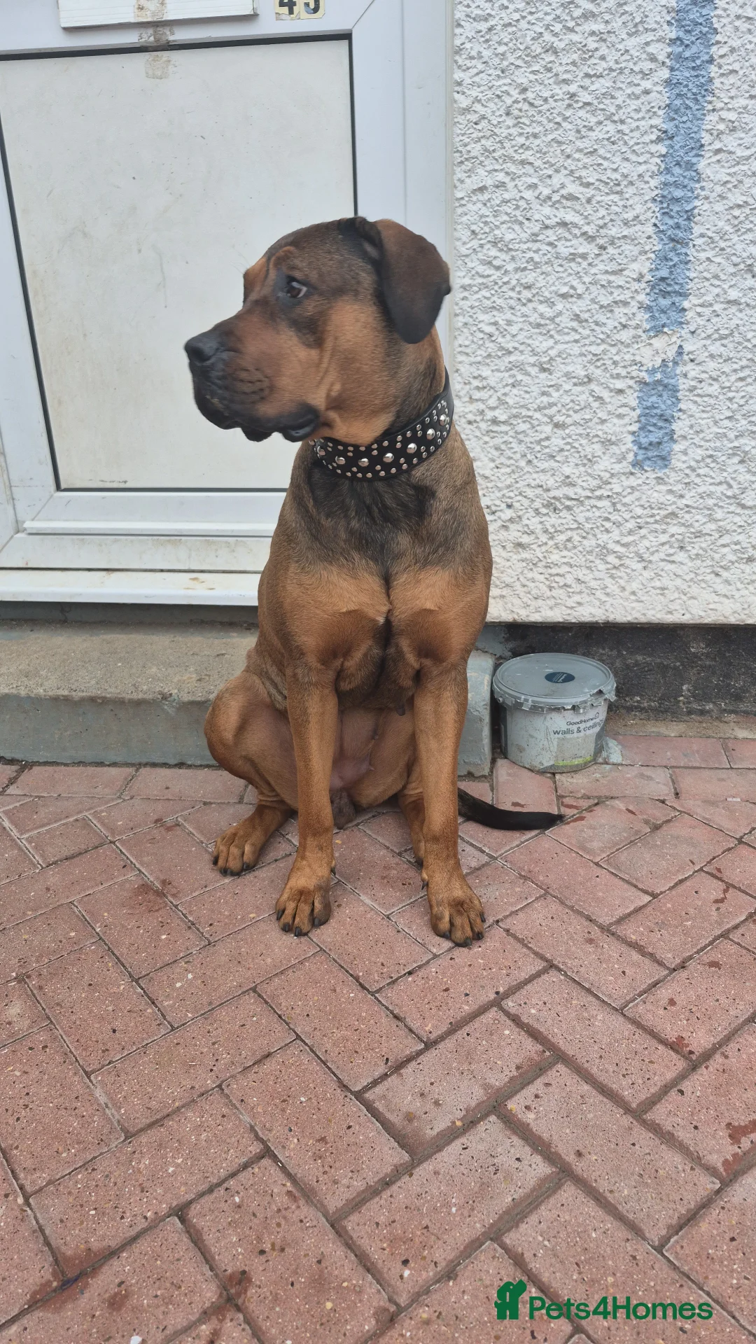 Mixed Breed dogs for sale: Rotti  ** tiff in Ashford - Advert 1