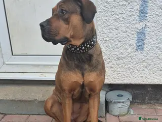 Mixed Breed dogs Rotti x mastiff - Advert 4