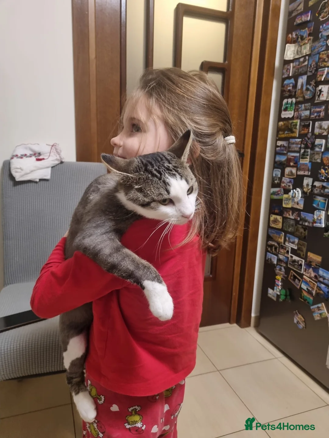 Mixed Breed cats for sale: TOMMY -a very friendly boy who needs a Loving Home - Advert 17