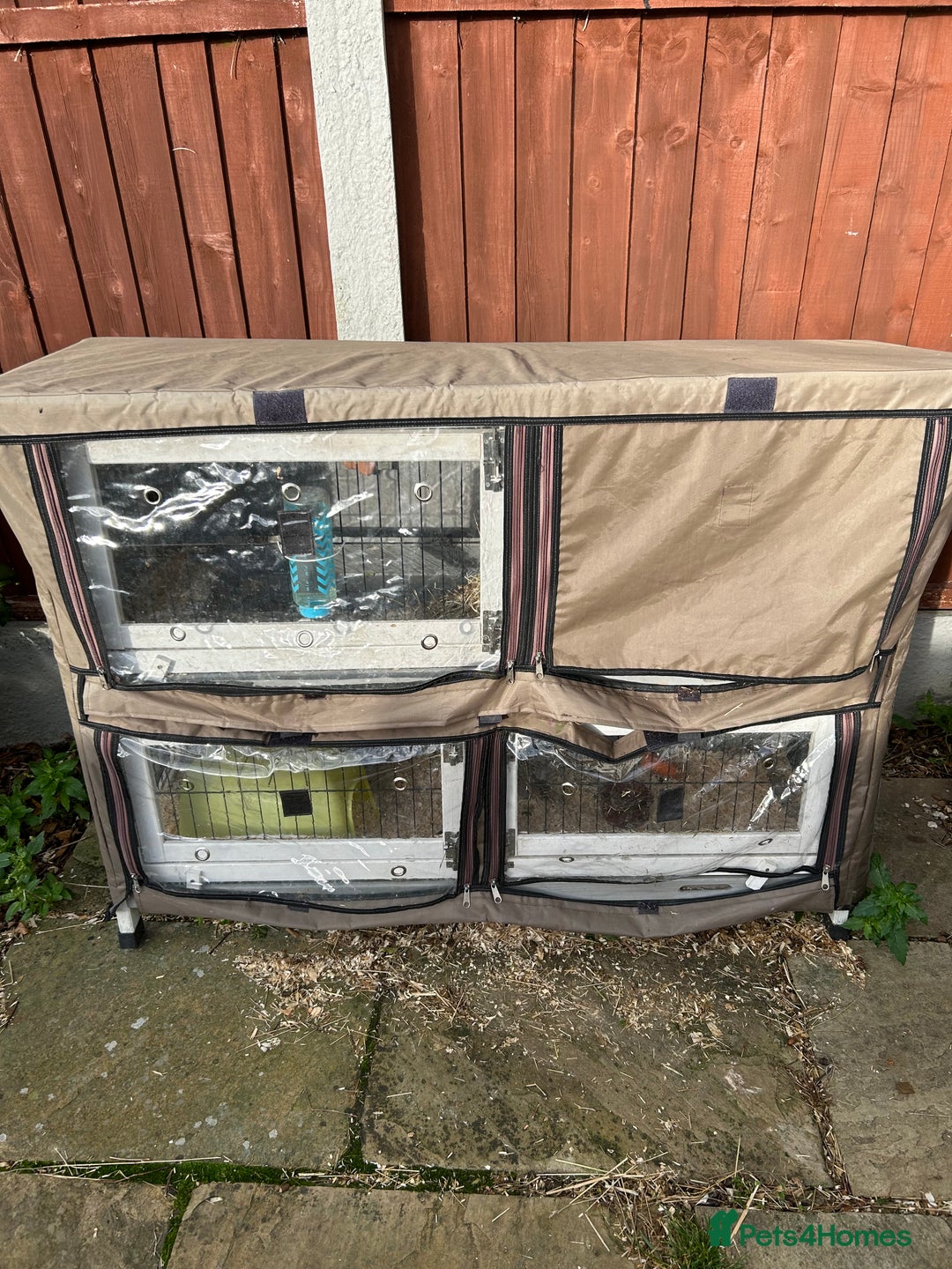 Guinea Pig rodents for sale: Guinea pig - Advert 5