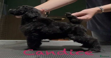 Toy Poodle dogs - Advert 8