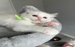 Ragdoll cats for sale: REGISTERED Ragdoll kittens HCM/PKD clear - Image 26