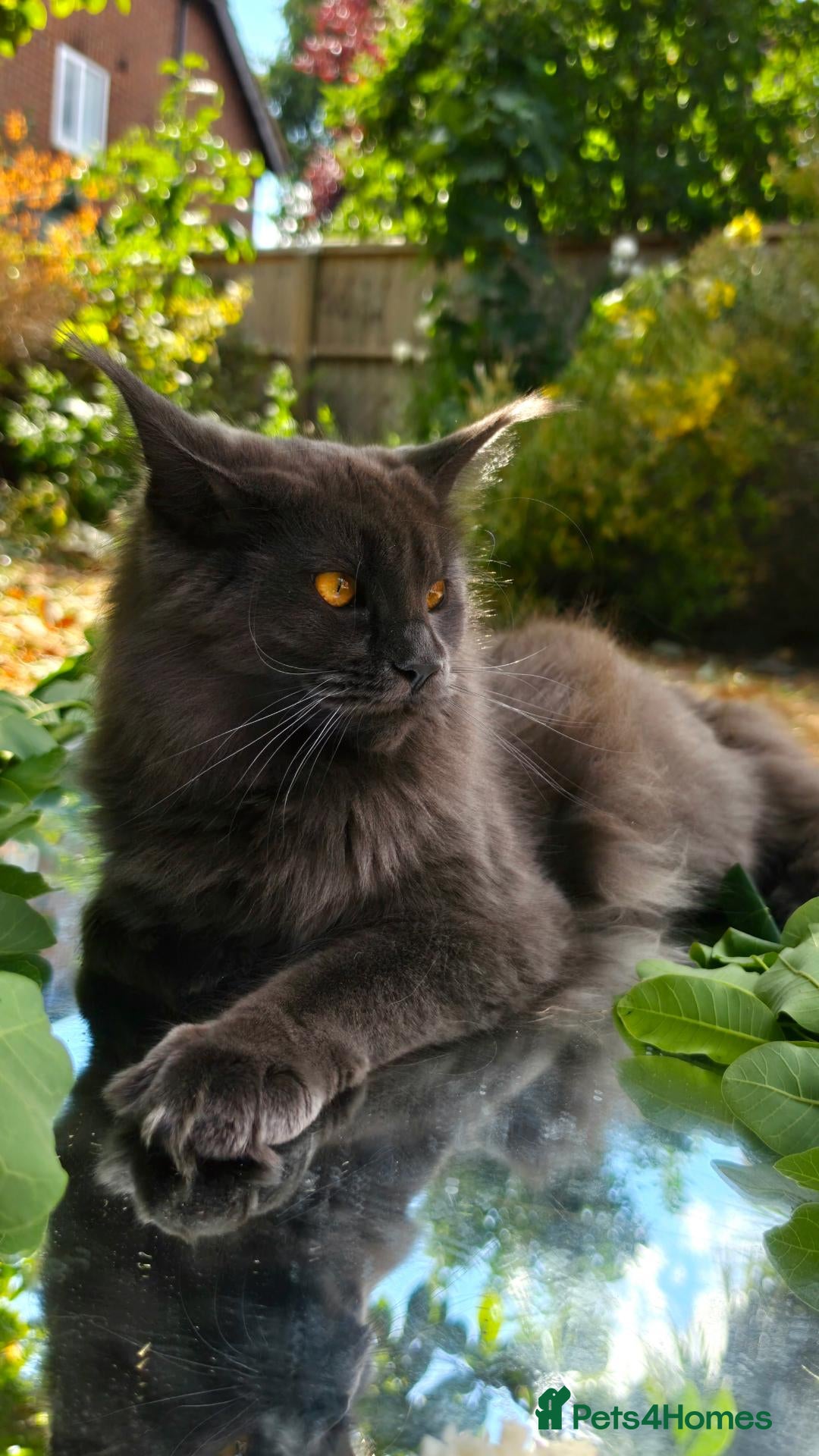 Maine Coon cats Active females some Champions - Advert 2