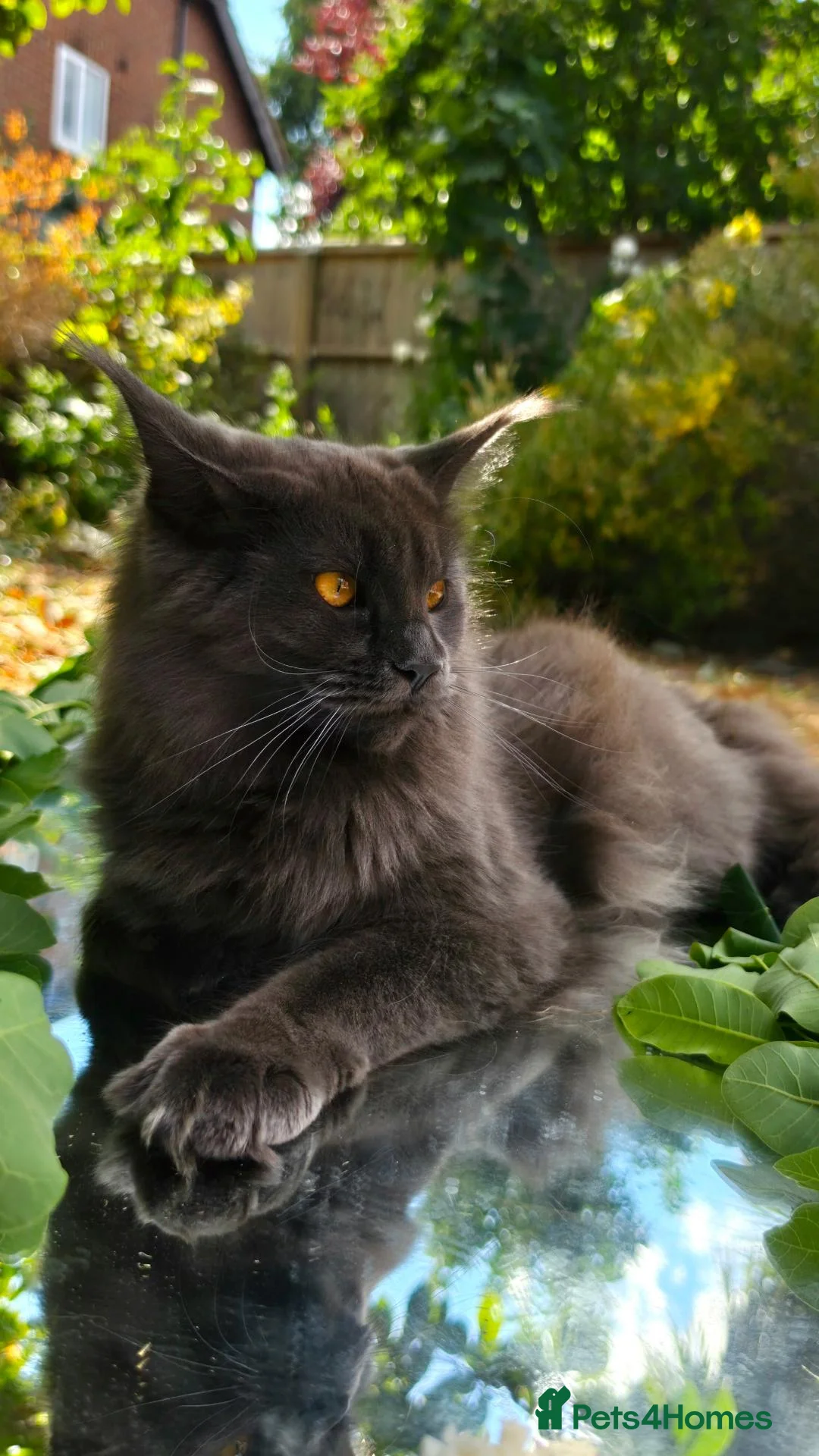 Maine Coon cats for sale: Active females some Champions - Advert 1