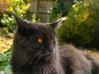 Maine Coon cats Active females some Champions - Advert 7