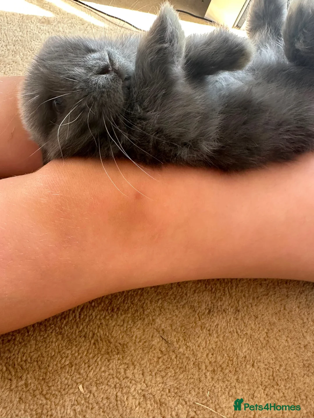Mini Lop rabbits for sale: Mini lop - Advert 13