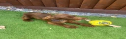 Cocker Spaniel dogs for sale: Show cocker spaniel  in Peterborough - Advert 7