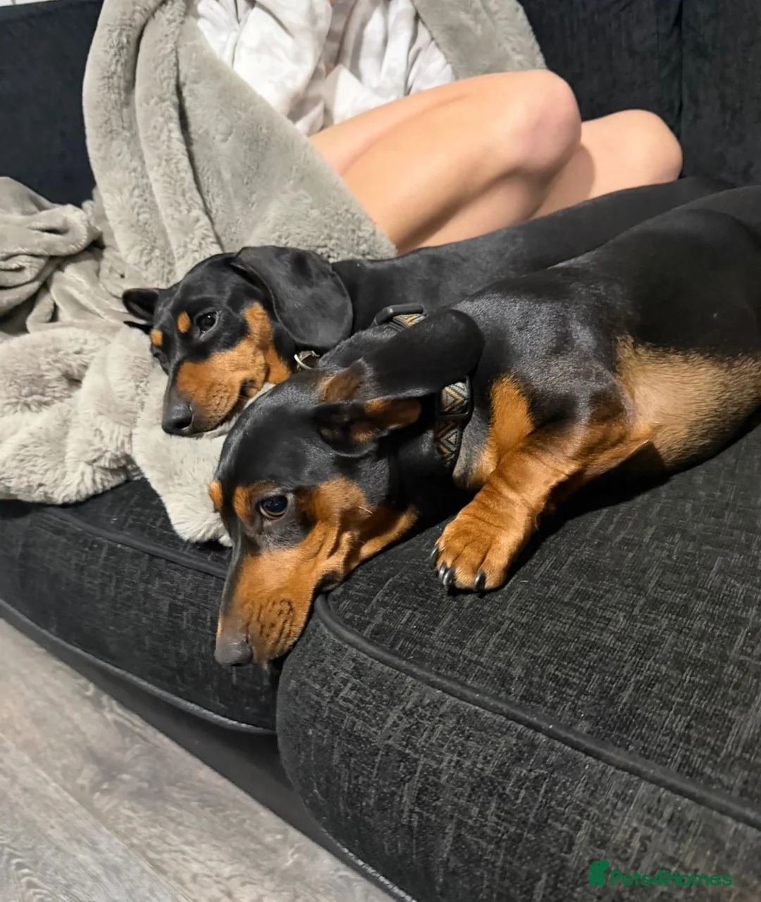 Miniature Dachshund dogs for sale:  Miniature Dachshund Puppies - Advert 40